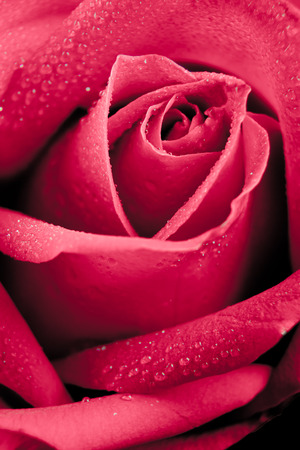 pink rose の写真素材