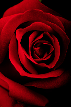 Red rose isolated on a black backgroundの写真素材