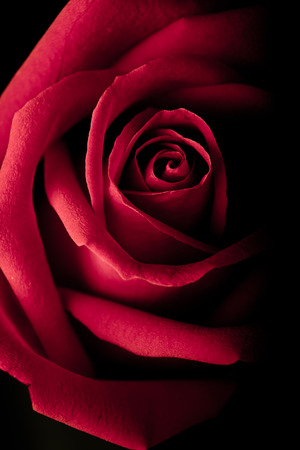 Red rose isolated on a black backgroundの写真素材