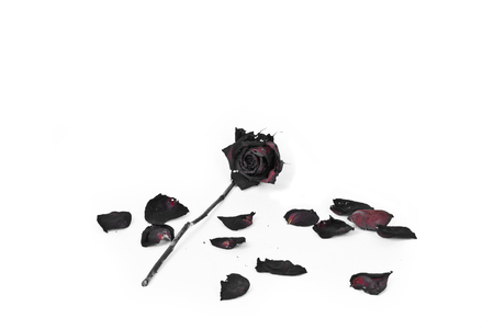 dried roses bouquet on a white backgroundの写真素材