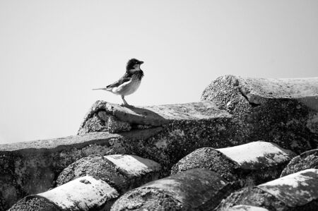 A tiny sparrow sitting proudly on a roof top.の写真素材