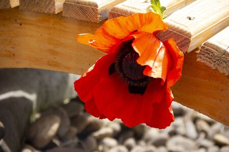 Dry creek in the garden of stones. grass and flowers grow along the stream bank. a beautiful solution for garden decoration. landscape design. Yard decoration. Red poppy flowers lying on the bottom of the stream. Opium poppy. narcotic flower.の写真素材