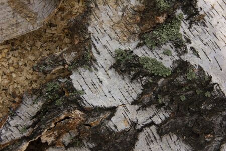 bark taken from a birch at a sawmill. wood waste at a sawmill. excellent bends and moss on birch barkの写真素材