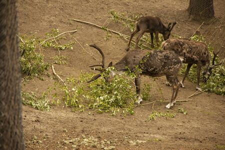 Deer with and without horns in nature. mammals eat leaves of trees.の写真素材