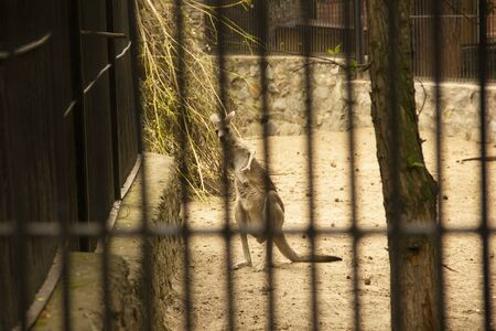 Kangaroo with baby in the zoo. Kangaroo is in captivity. Animals locked, in a cage.の写真素材