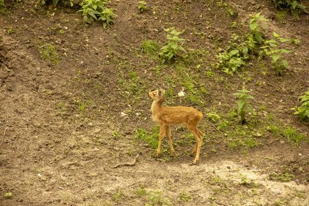 Deer with and without horns in nature. mammals eat leaves of trees.の写真素材