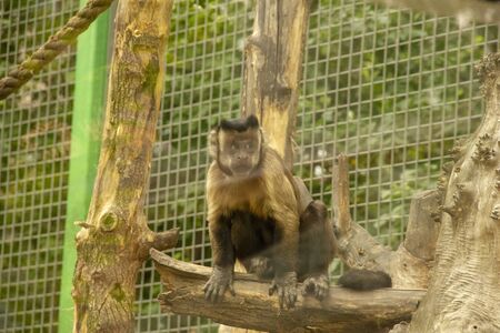 monkey in a zoo. Primates are as human-like as possible and have unique intelligence. Mammals are...