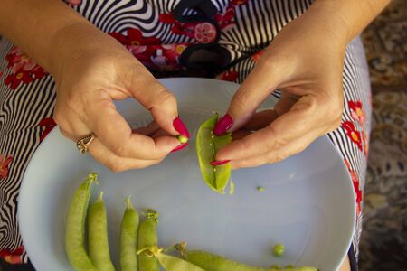 female hands open the pods of green peas.の写真素材