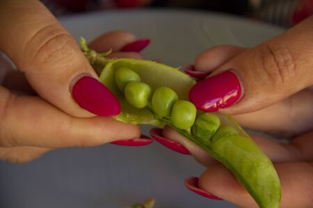 female hands open the pods of green peas.の写真素材