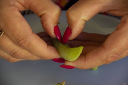 female hands open the pods of green peas.の写真素材