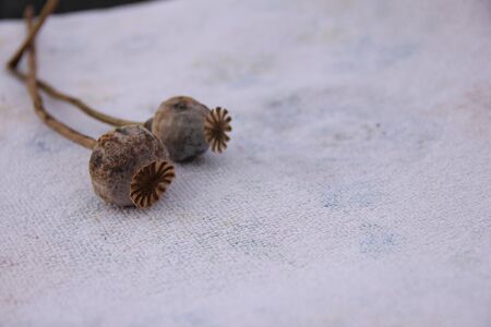 dried heads with seeds isolated on white background - poppy stems.の写真素材