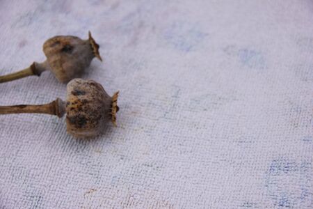 dried heads with seeds isolated on white background - poppy stems.の写真素材