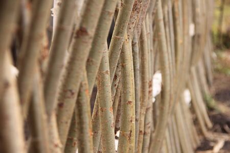 Willow weaving as a low barrier or garden fence in the countryside.