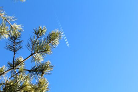 Beautiful image of a flying white plane with a trail in the blue sky. shot through spruce branches