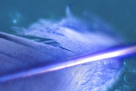 pen lines. blue feather on a shiny background. macrocosm balance.の写真素材