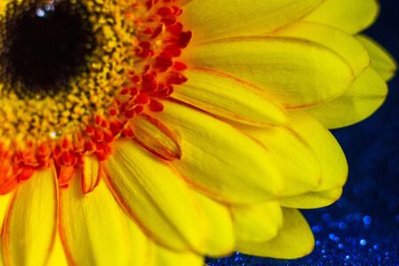 Gerbera flower head filmed grove on a blue shiny background, droplets of water on the petals.の写真素材