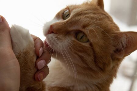 Red cat with white breast lies on the windowsill, through the glass you can see bare trees in autumn...