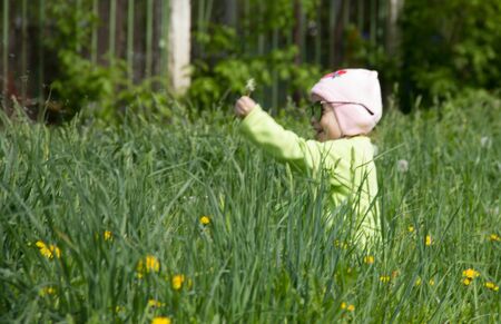 Little girl in a cap collects yellow dandelions in a clearing.の写真素材