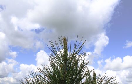 top of the Christmas tree against the blue sky and white clouds.