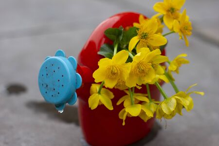 yellow flowers stand in a childrens toy red watering hole on a concrete backgroundの写真素材
