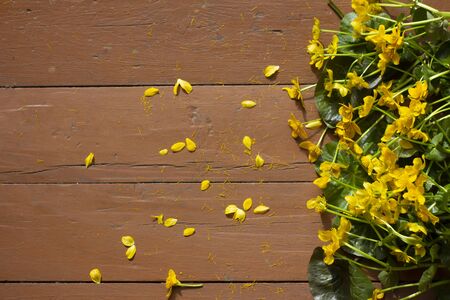 yellow flowers lie on the painted wooden surface on the side. petals are flying. Place for textの写真素材
