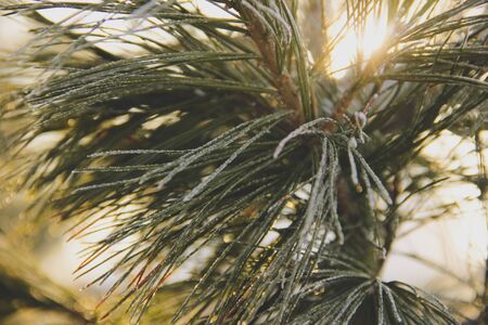 branches ate in frost in freezing weather. frost froze natureの写真素材