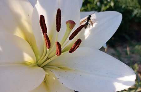 The insect pollinates the flower. white lily on in the gardenの写真素材