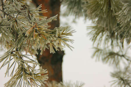 branches ate in frost in freezing weather. frost froze natureの写真素材