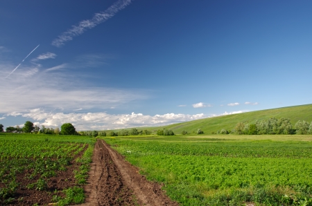 Path through a corn field in summerの写真素材