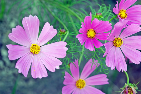 A close up image with lila flowers as backgroundの写真素材