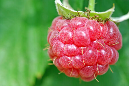 Raspberry, close up image in garden 