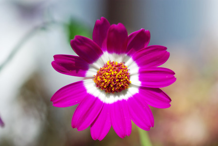 Close up image of a pink flower の写真素材