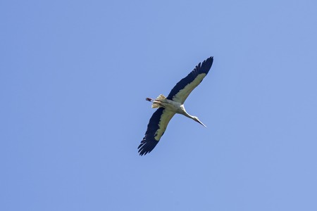 Beautiful flying stork over the blue skyの写真素材