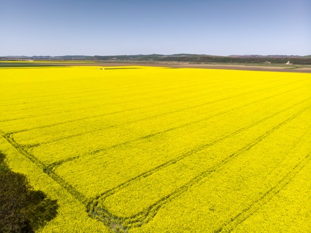 Aerial view of rape field with tractor tracks, beautiful yellow floweringの写真素材