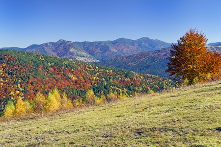 Autumn landscape, colorful tree foliage on the hills