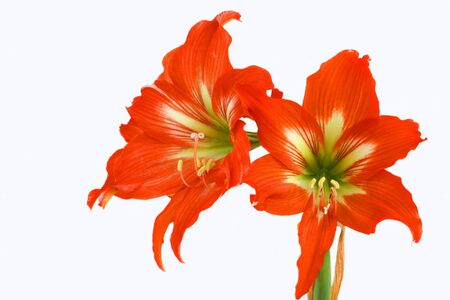 Hippeastrum Amaryllis red over a white background, beautiful blossom flower.の写真素材