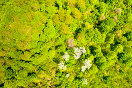 Spring forest trees texture viewed from aboveの写真素材