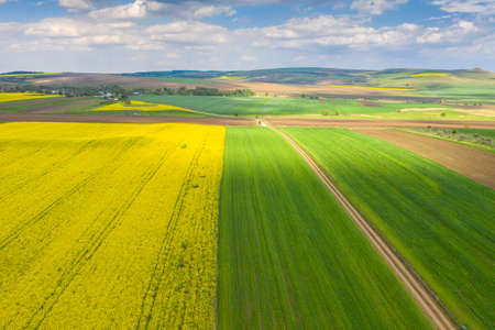 Fresh yellow and green fields viewed from above during spring near farm