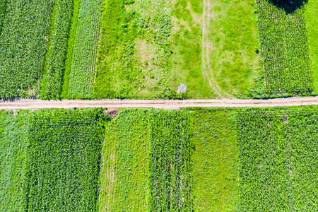 Side by side green fields viewed from above and crossing road