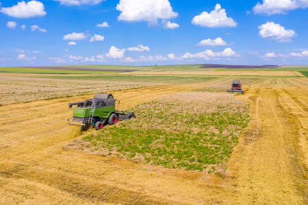 Combines harvesting wheat fileld in a summer day, agriculture work activitiesのeditorial素材