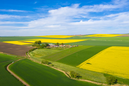 Agriculture farm surrounded by cultivated fields, cereal and rapeseed, viewed from above