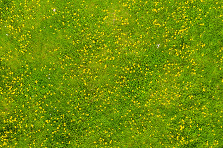 Small yellow flowers on fresh green meadow, as background, up viewの写真素材