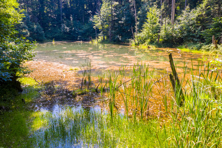 Small pond in a green forest, wild scene in Romanian Carpathians.の写真素材