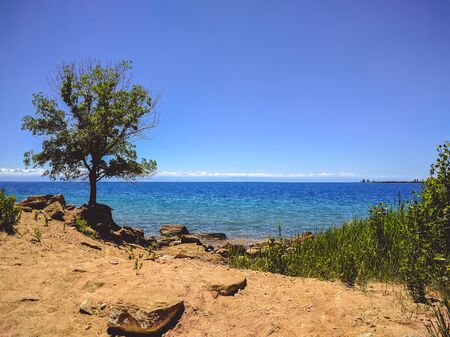 Tree on the wild coastの写真素材