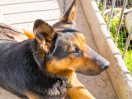 Shepherd Dogの写真素材