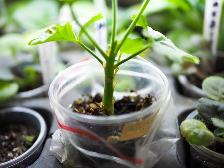 Small plant in a small pot,の写真素材
