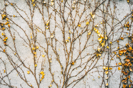 Ivy along wallの写真素材