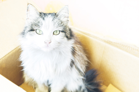 Cat sitting in cardboard box with copy space for textの写真素材