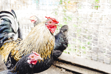 Young Rhode Island Red chickens, rooster with patchy feathers watching and waiting, birds posing at free range in private yard, red comb on head, summertime. Horizontalの写真素材
