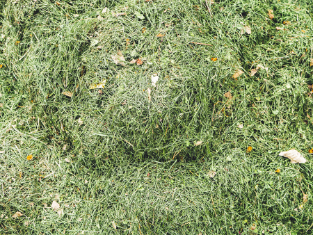 Sloping green grass, Which dries and will be used in animal husbandry. Closeup Backgroundの写真素材